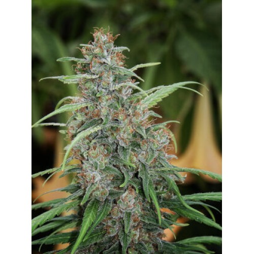 Семена Mandala seeds Fast N' Glorious regular - цены, описание в интернет-магазине Dutch Seeds