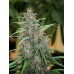 Семена Mandala seeds Fast N' Glorious regular - цены, описание в интернет-магазине Dutch Seeds