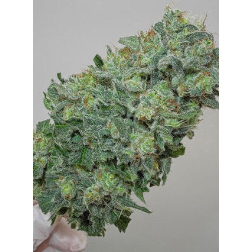 Семена Mandala seeds Flashberry regular - цены, описание в интернет-магазине Dutch Seeds