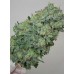 Семена Mandala seeds Flashberry regular - цены, описание в интернет-магазине Dutch Seeds