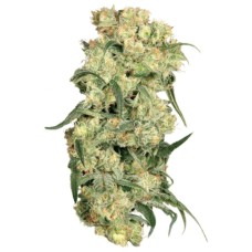 Dutch Passion Freddys Best feminized