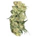 Семена Dutch Passion Freddys Best feminized - цены, описание в интернет-магазине Dutch Seeds