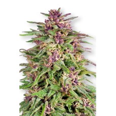 Dutch Passion Frisian Dew feminized