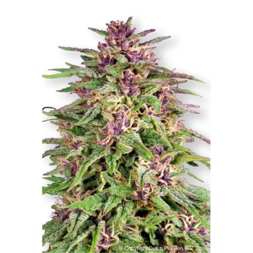 Семена Dutch Passion Frisian Dew feminized - цены, описание в интернет-магазине Dutch Seeds