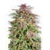 Семена Dutch Passion Frisian Dew feminized - цены, описание в интернет-магазине Dutch Seeds