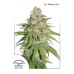 Семена Dutch Passion Glueberry O.G. feminized - цены, описание в интернет-магазине Dutch Seeds