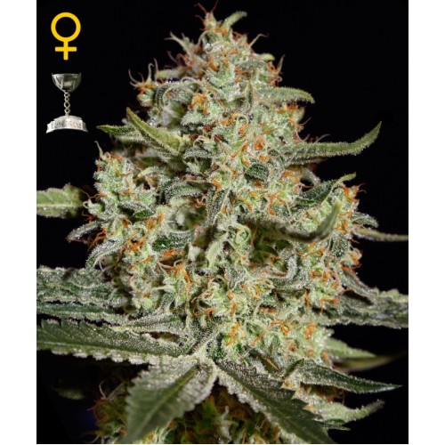 Семена Green House Big Bang autofeminized - цены, описание в интернет-магазине Dutch Seeds