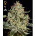 Семена Green House Big Bang autofeminized - цены, описание в интернет-магазине Dutch Seeds