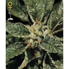 Green House Bubba Kush feminized