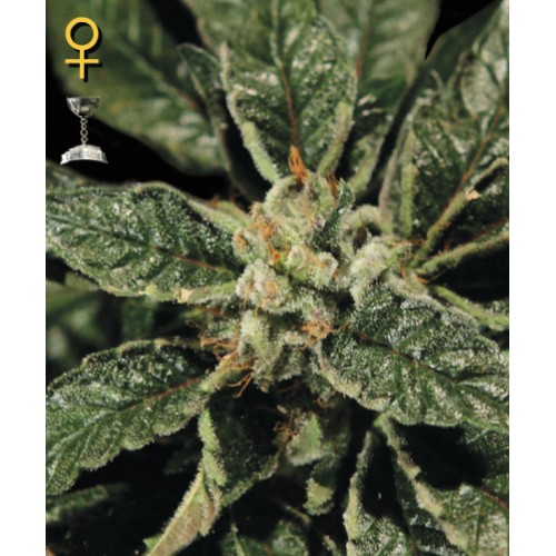 Семена Green House Bubba Kush feminized - цены, описание в интернет-магазине Dutch Seeds