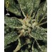 Семена Green House Bubba Kush feminized - цены, описание в интернет-магазине Dutch Seeds