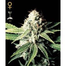 Green House Great white shark feminized