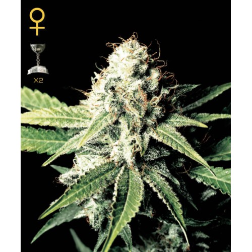 Семена Green House Great white shark feminized - цены, описание в интернет-магазине Dutch Seeds