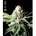 Семена Green House Great white shark feminized - цены, описание в интернет-магазине Dutch Seeds