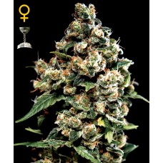 Green House Jack Herer feminized