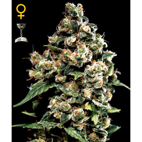 Семена Green House Jack Herer feminized - цены, описание в интернет-магазине Dutch Seeds