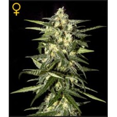 Green House Jack Herer Auto autofeminized