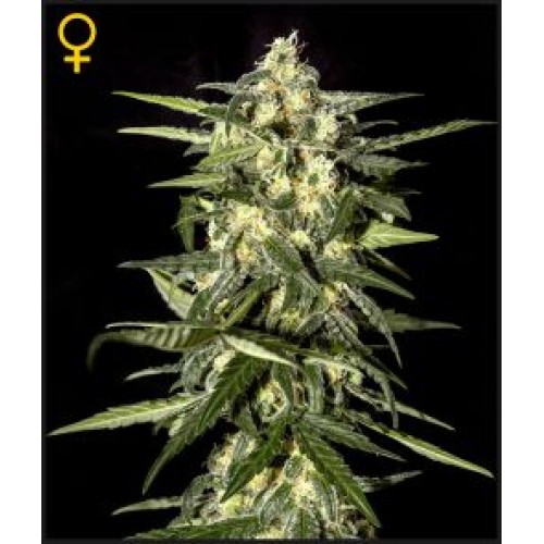 Семена Green House Jack Herer Auto autofeminized - цены, описание в интернет-магазине Dutch Seeds