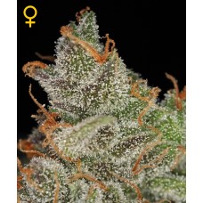 Green House Kings Kush feminized