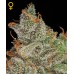 Семена Green House Kings Kush feminized - цены, описание в интернет-магазине Dutch Seeds