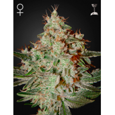 Green House Lemon Skunk feminized