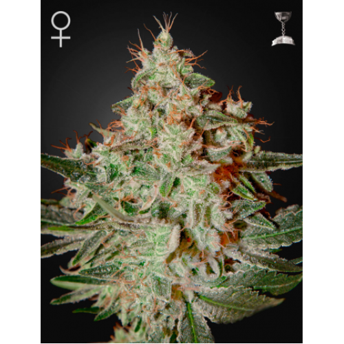 Семена Green House Lemon Skunk feminized - цены, описание в интернет-магазине Dutch Seeds