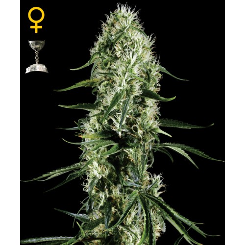 Семена Green House Super Silver Haze feminized - цены, описание в интернет-магазине Dutch Seeds