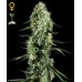 Семена Green House Super Silver Haze feminized - цены, описание в интернет-магазине Dutch Seeds