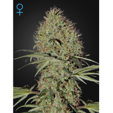 Green House Super Bud autofeminized