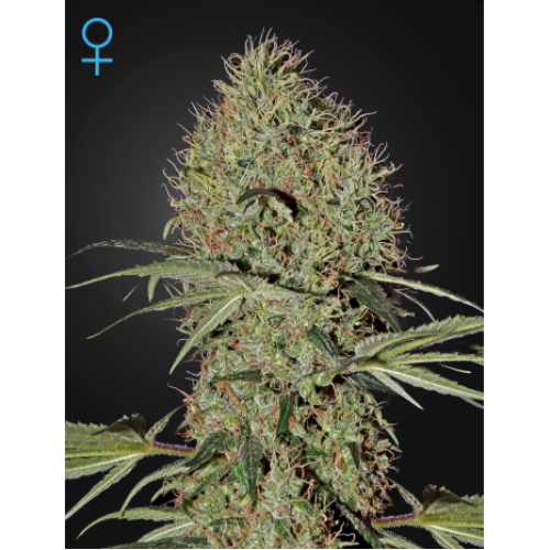 Семена Green House Super Bud autofeminized - цены, описание в интернет-магазине Dutch Seeds