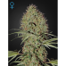 Семена Green House Super Bud autofeminized - цены, описание в интернет-магазине Dutch Seeds