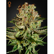 Green House Super Bud feminized