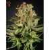 Семена Green House Super Bud feminized - цены, описание в интернет-магазине Dutch Seeds