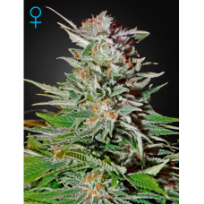 Green House Super Lemon Haze autofeminized