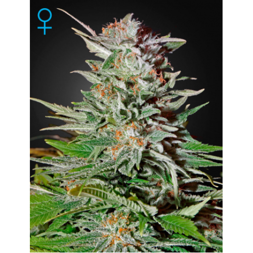 Семена Green House Super Lemon Haze autofeminized - цены, описание в интернет-магазине Dutch Seeds