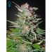 Семена Green House Super Lemon Haze autofeminized - цены, описание в интернет-магазине Dutch Seeds