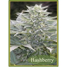 Mandala seeds Hashberry regular