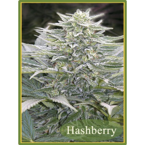 Семена Mandala seeds Hashberry regular - цены, описание в интернет-магазине Dutch Seeds