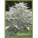 Семена Mandala seeds Hashberry regular - цены, описание в интернет-магазине Dutch Seeds