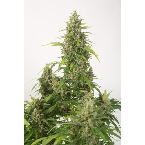 Семена Dinafem Haze XXL autofem - цены, описание в интернет-магазине Dutch Seeds