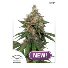 Dutch Passion HiFi 4G feminized