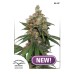 Семена Dutch Passion HiFi 4G feminized - цены, описание в интернет-магазине Dutch Seeds