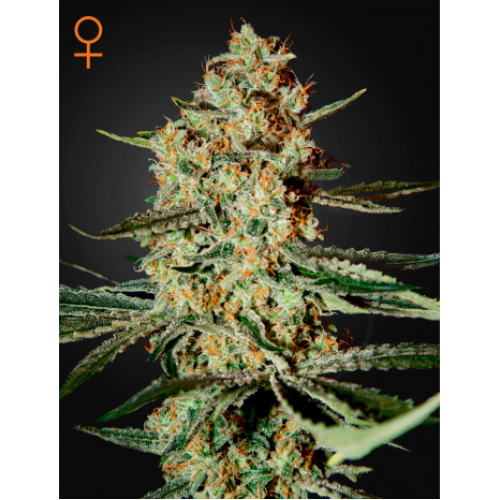 Семена Green House Himalaya Gold feminized - цены, описание в интернет-магазине Dutch Seeds