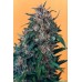 Семена Dutch Passion Hollands hope feminized - цены, описание в интернет-магазине Dutch Seeds