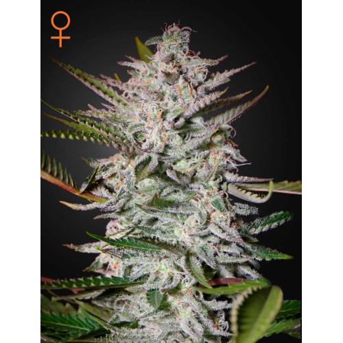 Семена Green House Holy Punch feminized - цены, описание в интернет-магазине Dutch Seeds