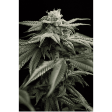 Humboldt seeds L.A. Gelato feminized