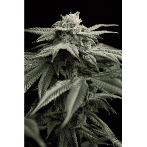 Семена Humboldt seeds L.A. Gelato feminized - цены, описание в интернет-магазине Dutch Seeds