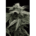 Семена Humboldt seeds L.A. Gelato feminized - цены, описание в интернет-магазине Dutch Seeds