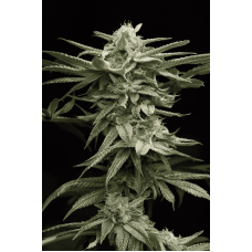 Humboldt seeds Lingerie feminized