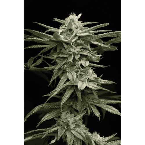 Семена Humboldt seeds Lingerie feminized - цены, описание в интернет-магазине Dutch Seeds